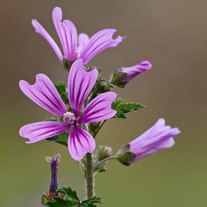 cariños de la reina malva